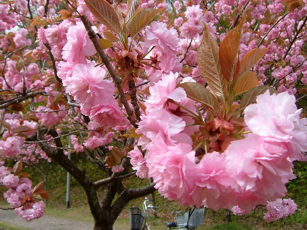 八重桜！_e0065084_1164039.jpg