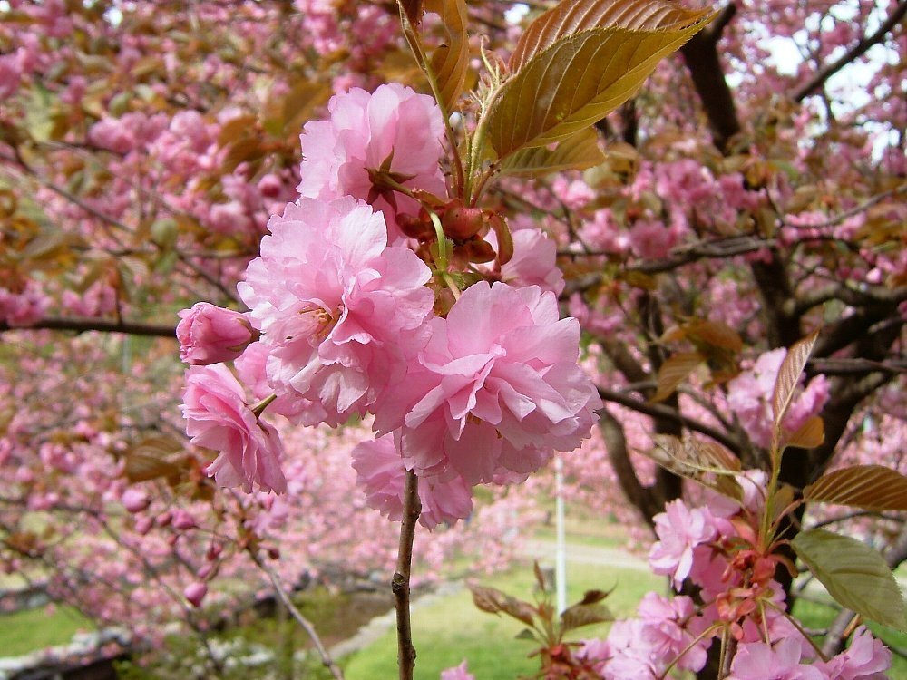 八重桜！_e0065084_116525.jpg