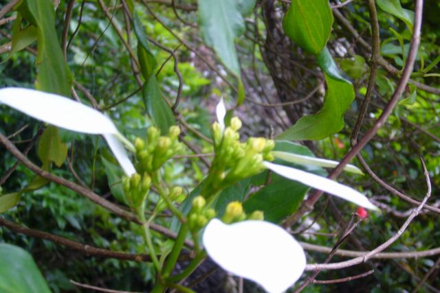 今日の花など（04/25）_b0115085_16412893.jpg