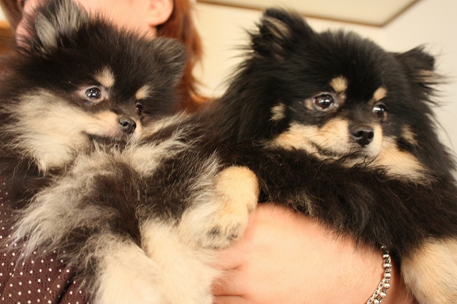 ちび ず Moderate Loose Life ポメラニアンと