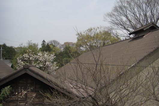 『利根川・江戸川ぶらり旅』 tｎ-4_a0104495_19303110.jpg