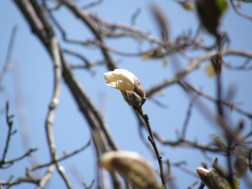 春花順当（日記録20090425）_c0062295_20291559.jpg