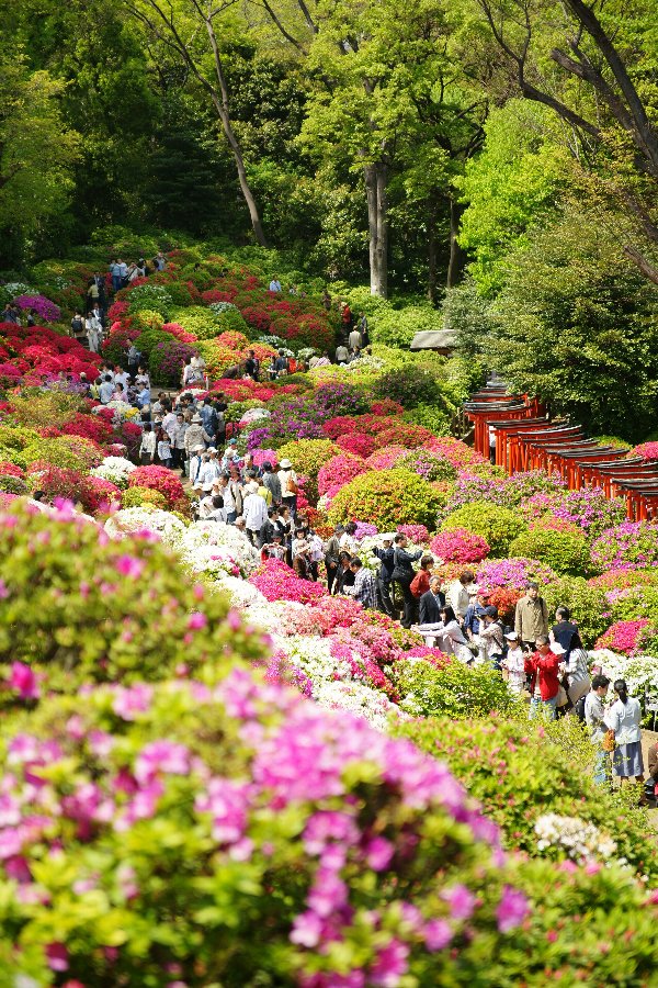 根津神社、行って来たよ!_c0124795_1261567.jpg