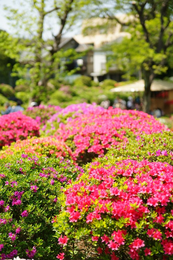 根津神社、行って来たよ!_c0124795_1262857.jpg