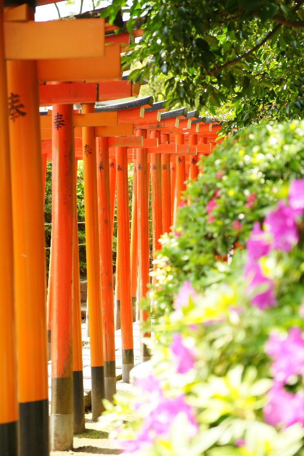根津神社、行って来たよ!_c0124795_127230.jpg