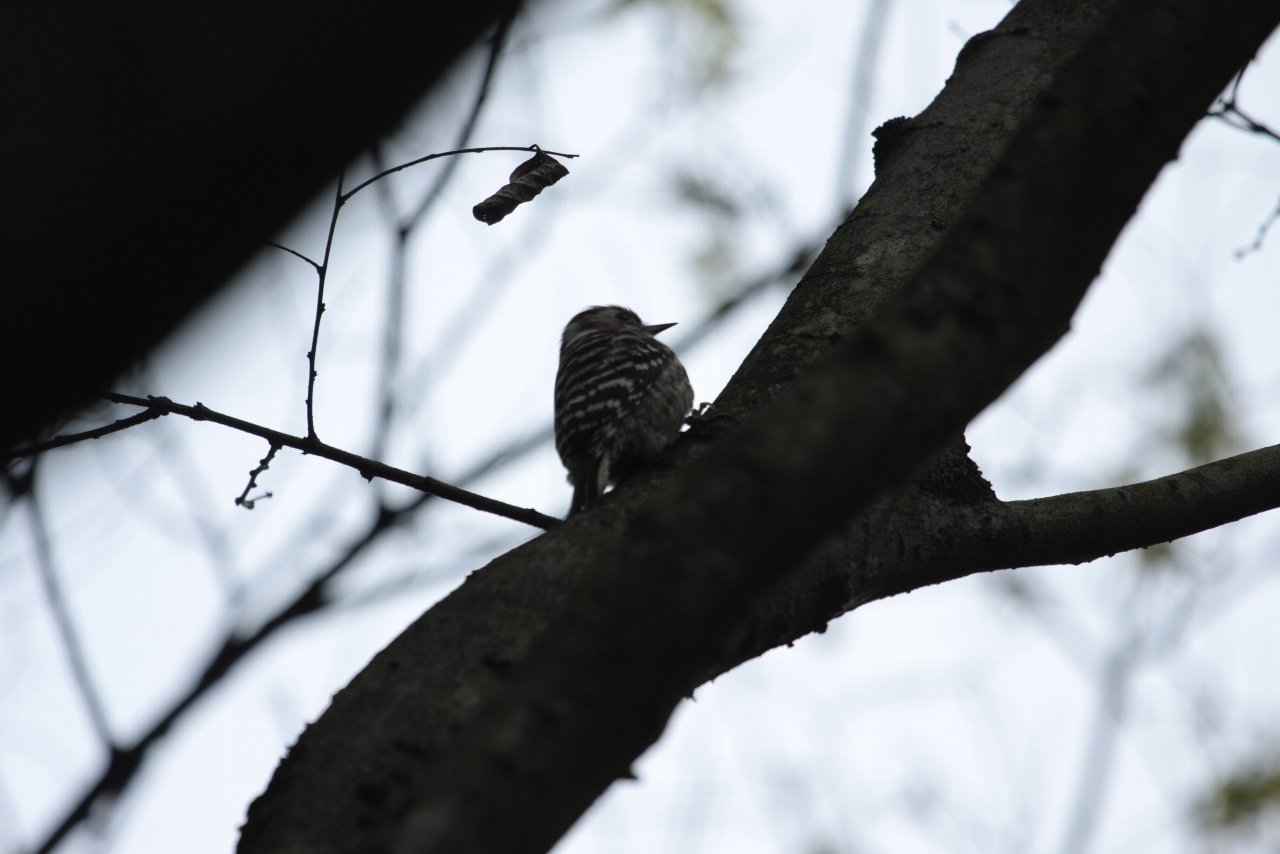 【ルリ男公園周辺の鳥達（７）】_e0167295_1073944.jpg