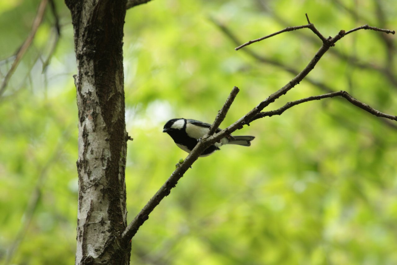 【ルリ男公園周辺の鳥達（７）】_e0167295_1074918.jpg