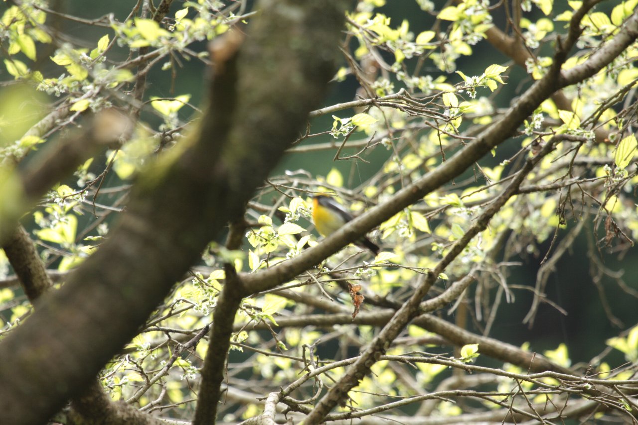 【ルリ男公園周辺の鳥達（７）】_e0167295_108827.jpg