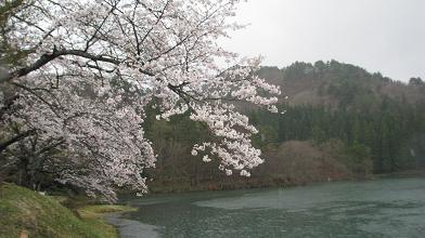 桜を求めて、簗沢・杉沢ため池へ_c0075701_17354482.jpg