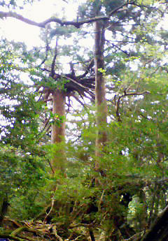 e0118904_17501485.jpg