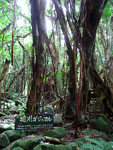 e0118904_2112253.jpg
