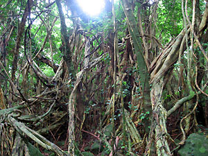 e0118904_21123158.jpg