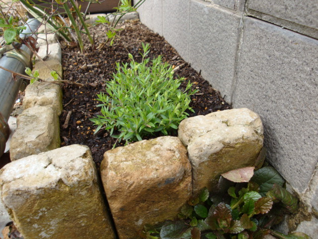 e0175905_21215563.jpg