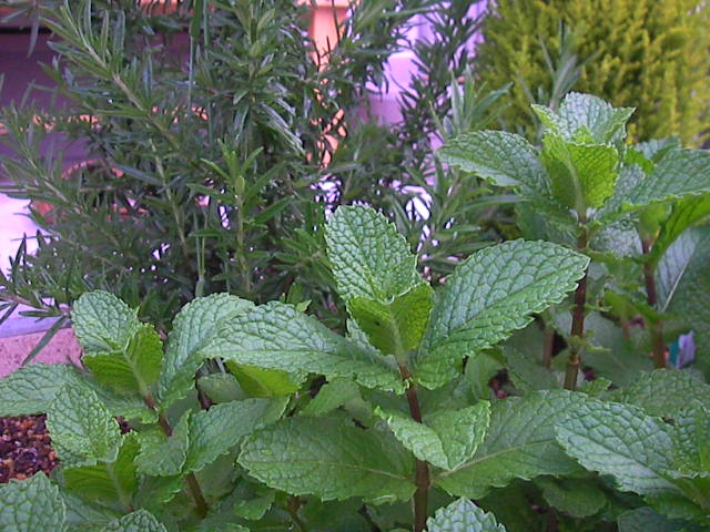 f0038407_17154748.jpg