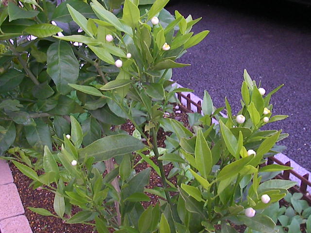 f0038407_1745012.jpg