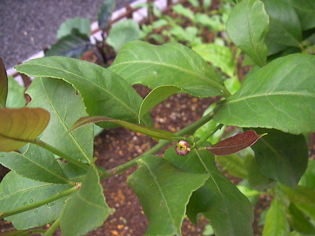 f0038407_1755595.jpg