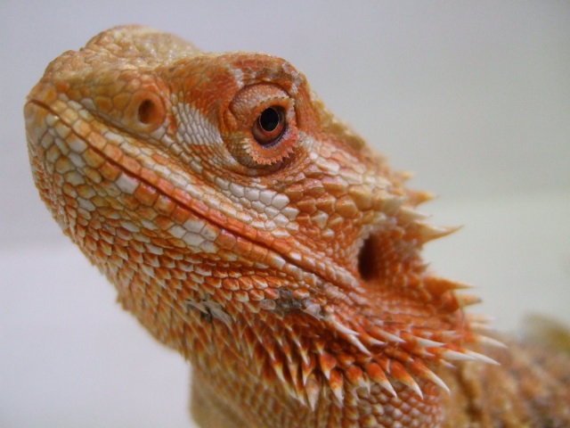 フトアゴヒゲトカゲ（アダルト♀個体レッド系） ￥30000 sold out