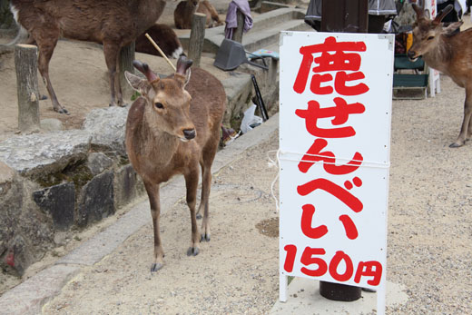 4月25日 土 鹿せんべいの与え方 ほのぼの動物写真日記 4月25日 土 鹿せんべいの与え方 ほのぼの動物写真日記