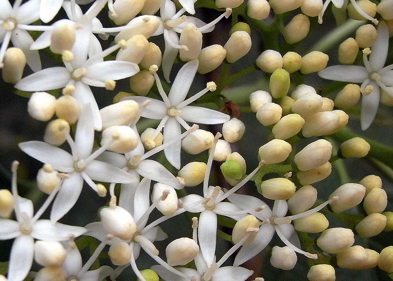 ミズキの花 樹木見て歩き