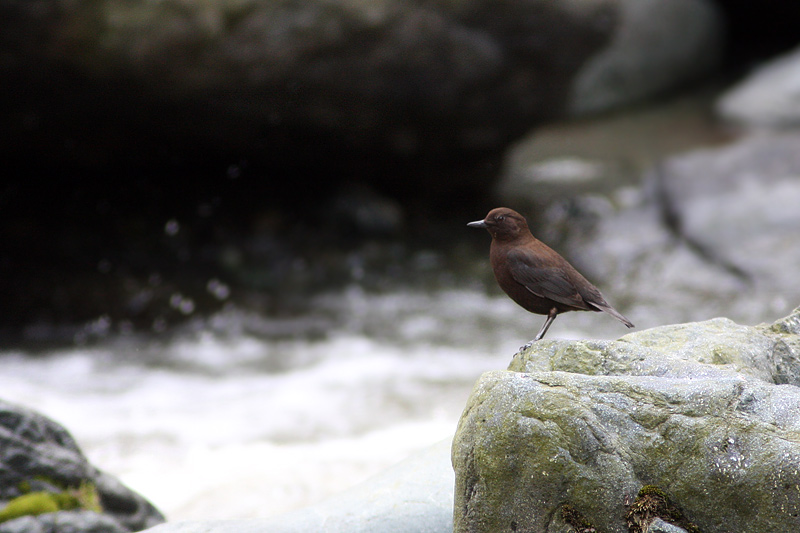 カワガラス（ふしぎの国の鳥達）_f0178716_164792.jpg