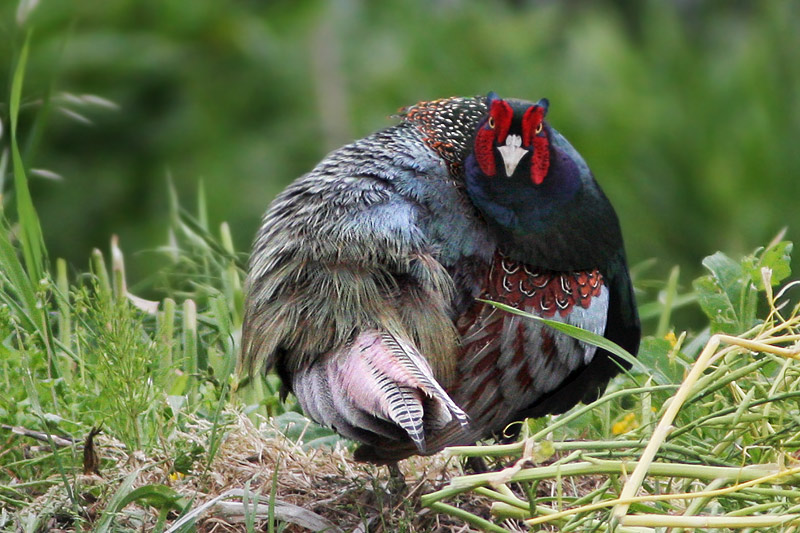 キジの悪人面（ふしぎの国の鳥達）_f0178716_17345383.jpg