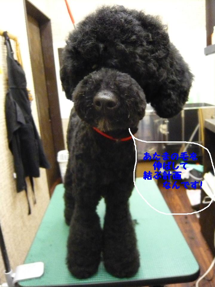 おやつぅ～～～！！＆犬濯屋レシピ_b0130018_13513589.jpg