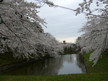 弘前城の桜〜満開_f0144627_15563493.jpg