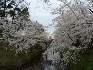 弘前城の桜〜満開_f0144627_15565797.jpg