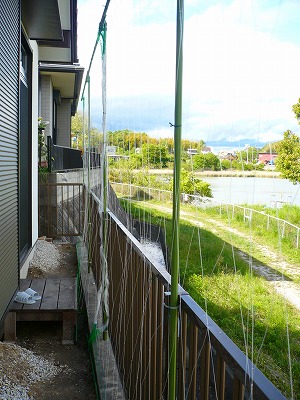 【緑色】緑のカーテン2009(準備始めました)_c0035843_23124794.jpg