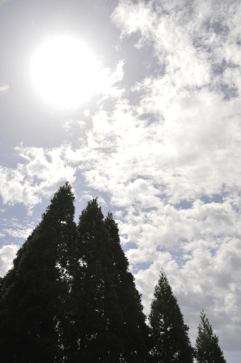 c0093046_8363295.gif