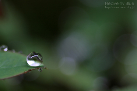 raindrops_e0145646_2117540.jpg