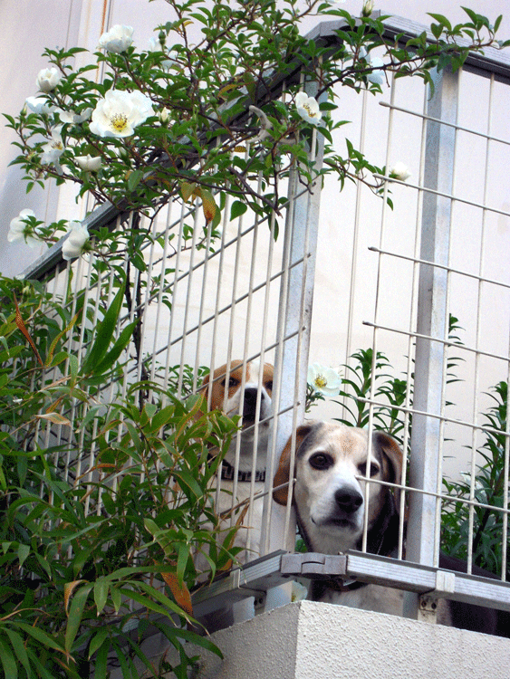 b0005652_21325321.gif