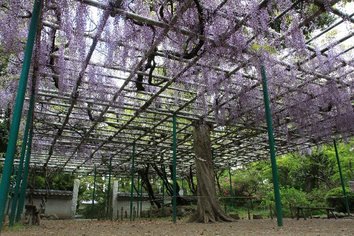 藤の花を撮りに明石・住吉神社へ_d0152960_212520100.jpg