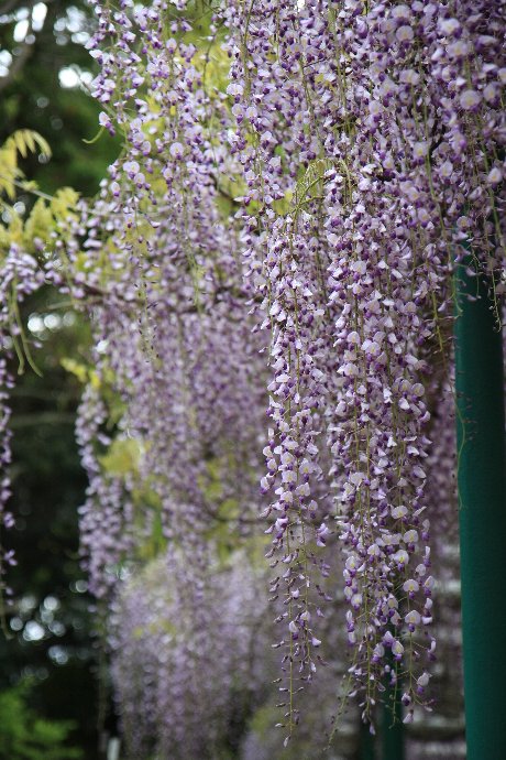 藤の花を撮りに明石・住吉神社へ_d0152960_21302732.jpg