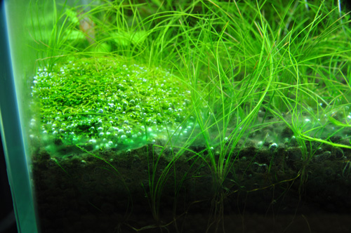 エクスタミンによる藍藻駆除 Aqualiving