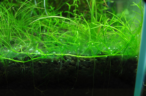 エクスタミンによる藍藻駆除 Aqualiving