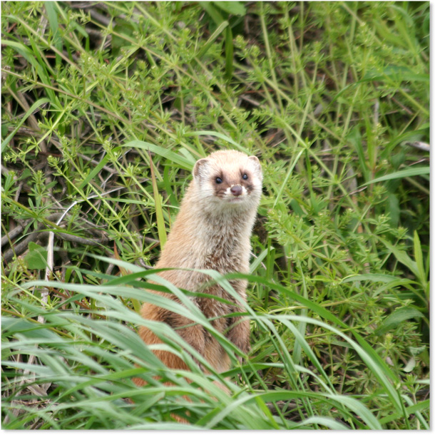イタチ : 下坂中学校 写真部 Ⅱ