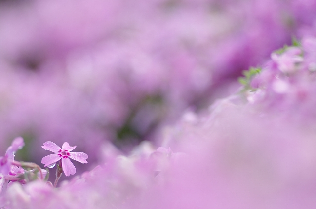 雨上がりの朝、芝桜。_f0129062_18292568.jpg