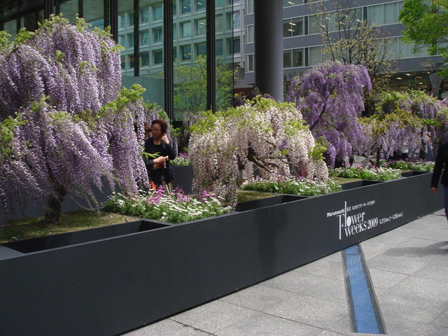 Marunouchi Flower Weeks_e0078564_21571034.jpg