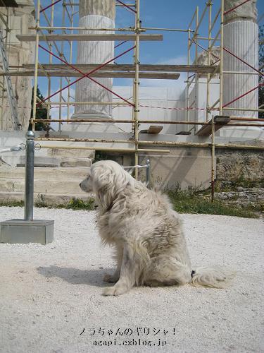 ハドリアヌス図書館遺跡に老番犬のべラ_f0037264_202423.jpg