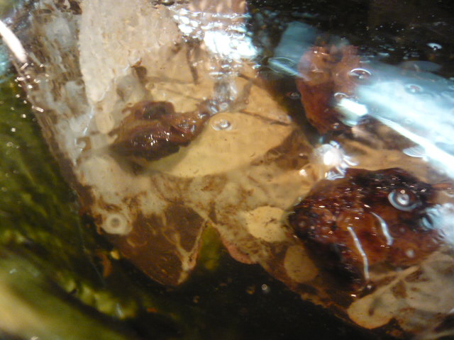 c0100865_10221896.jpg