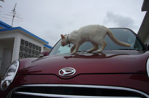 okama-boko?_c0153966_21485231.jpg