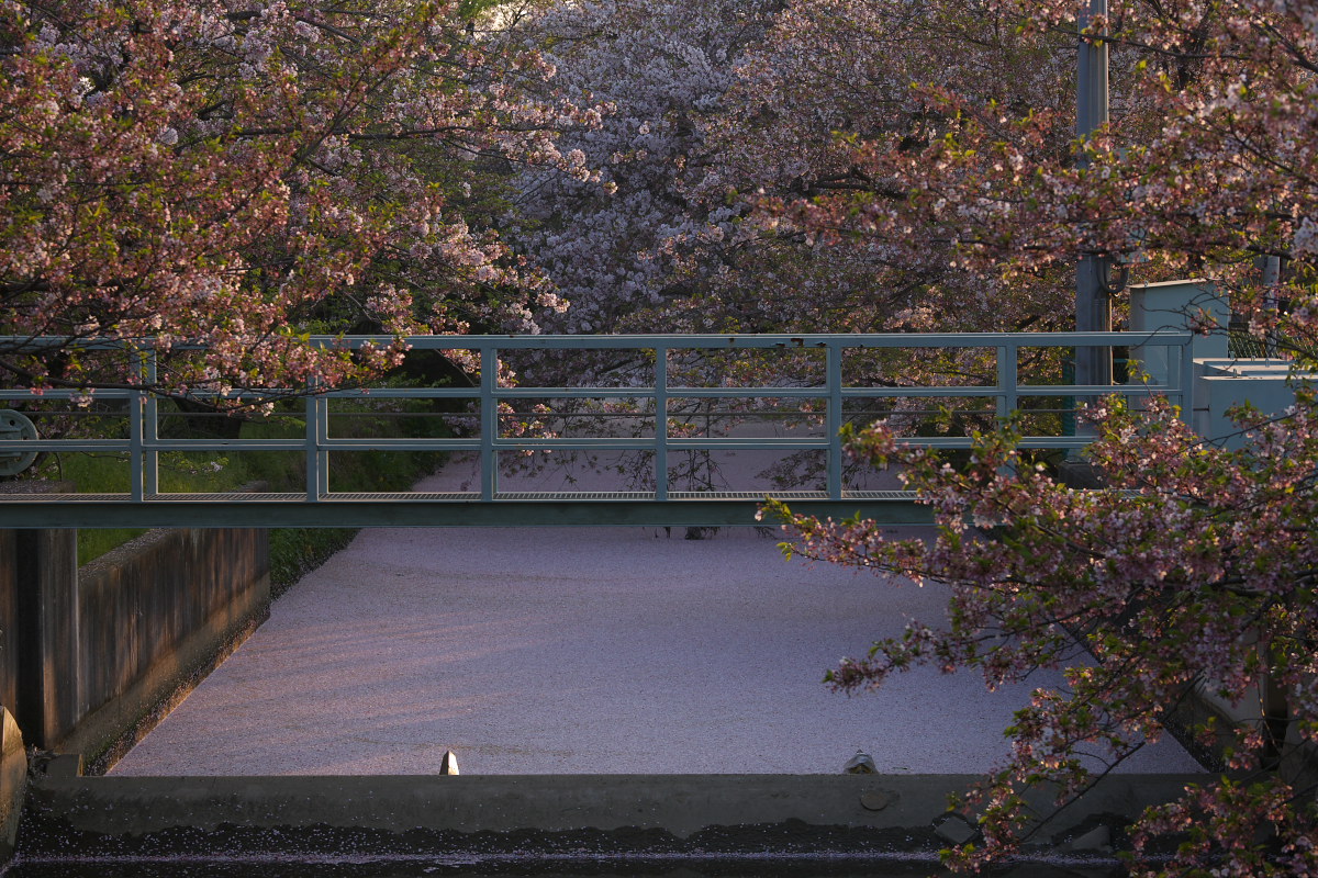 ご近所桜　散り初めしころ　　1_f0021869_21525768.jpg