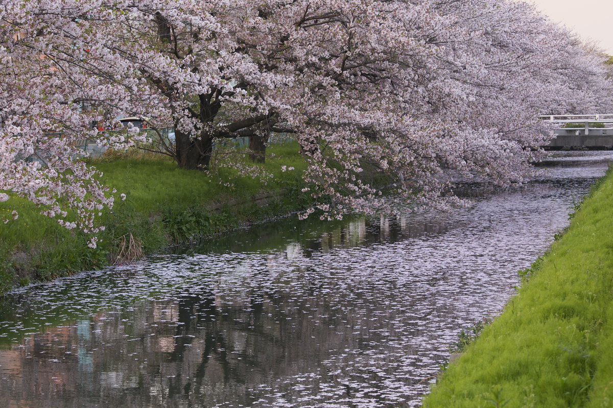 ご近所桜　散り初めしころ　　1_f0021869_21562862.jpg