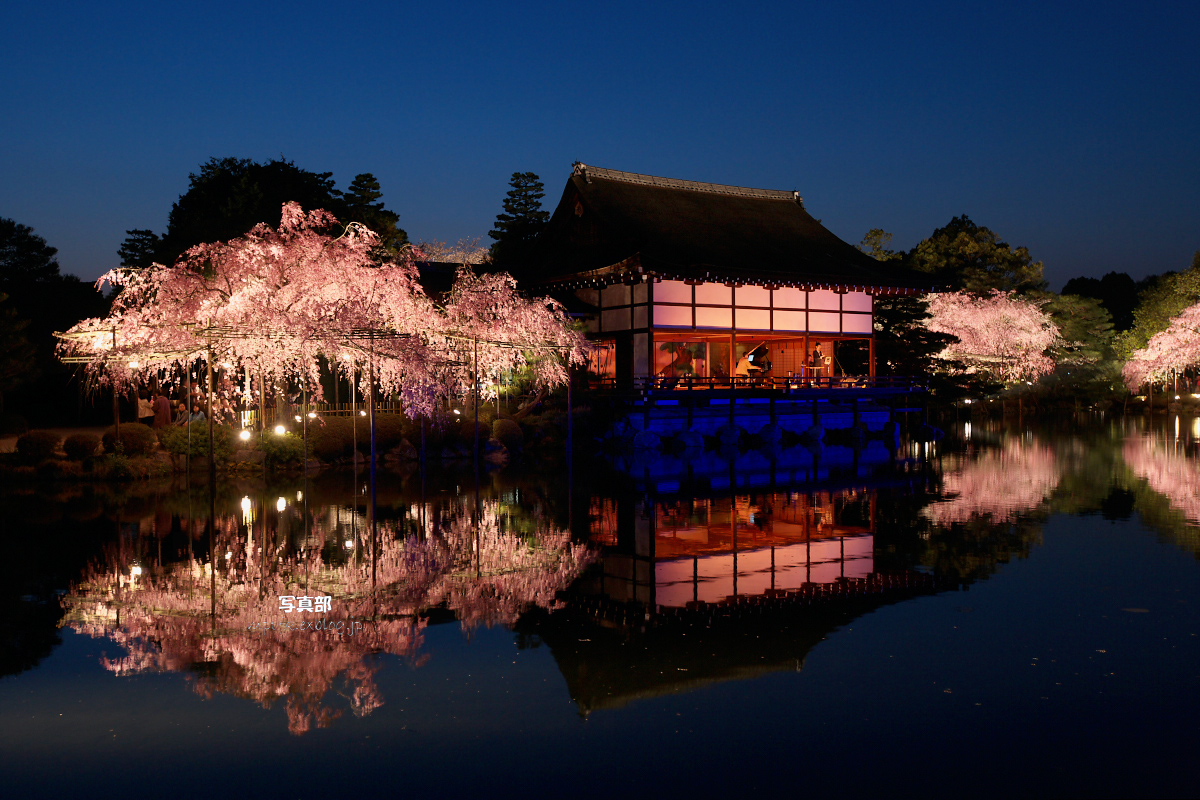 平安神宮 夜桜 2 写真部