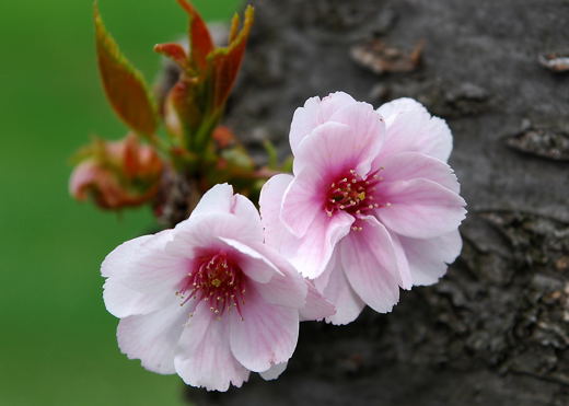 二輪の桜 いつかどこかで