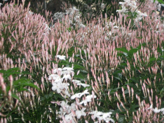 c0162773_14441521.jpg