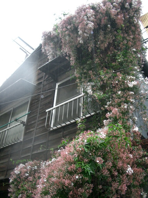 c0162773_14443879.jpg