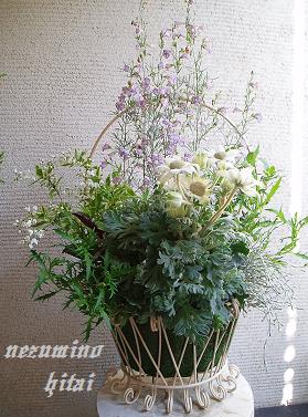 フランネルフラワーの寄せ植え 都会の狭小庭から