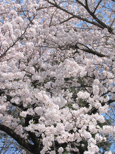 桜_b0074377_20544159.jpg